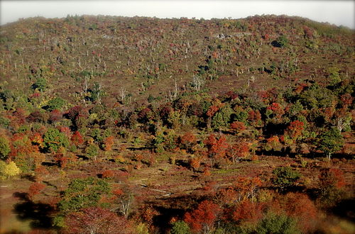 Graveyard Fields